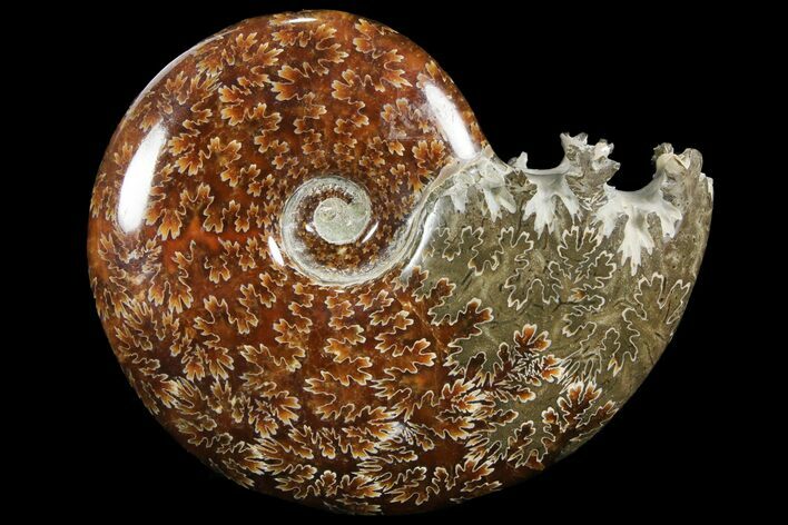 Polished, Agatized Ammonite (Cleoniceras) - Madagascar #94236